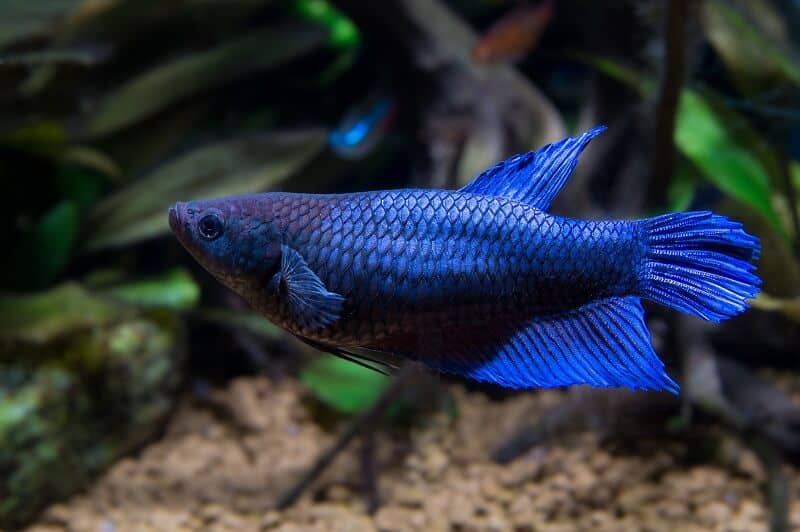 Kobieta Ryba Betta