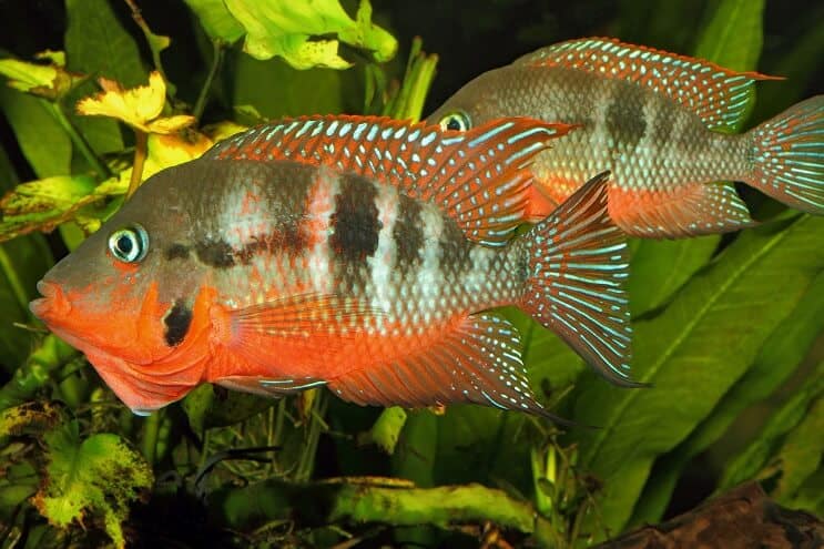 Pielęgnic Firemouth Samce i samice