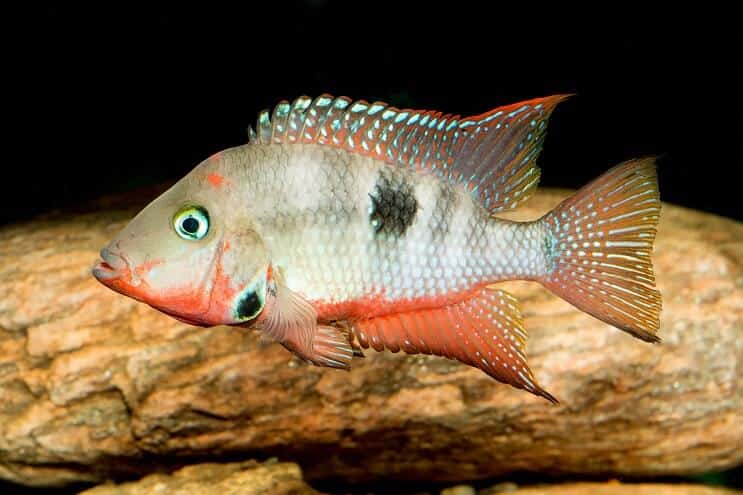 Pielęgnic Firemouth