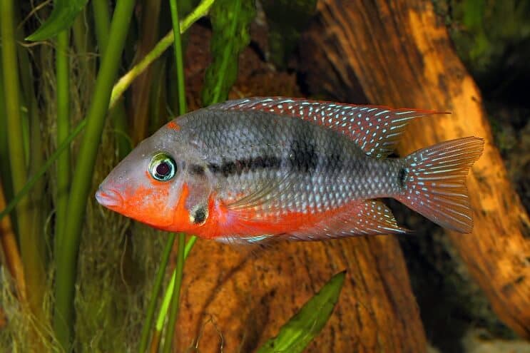 Pływanie pielęgnic Firemouth