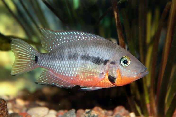 Karmienie pielęgnic Firemouth Cichlid