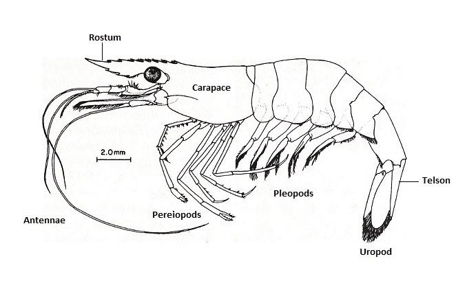 Wygląd Ghost Shrimp