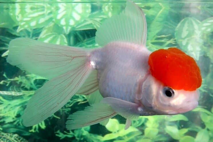 Złota rybka Oranda