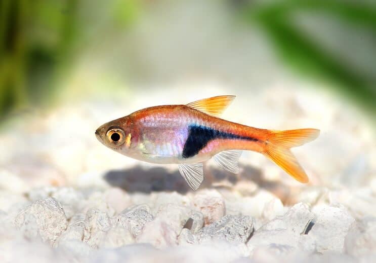Wygląd Harlequin Rasbora