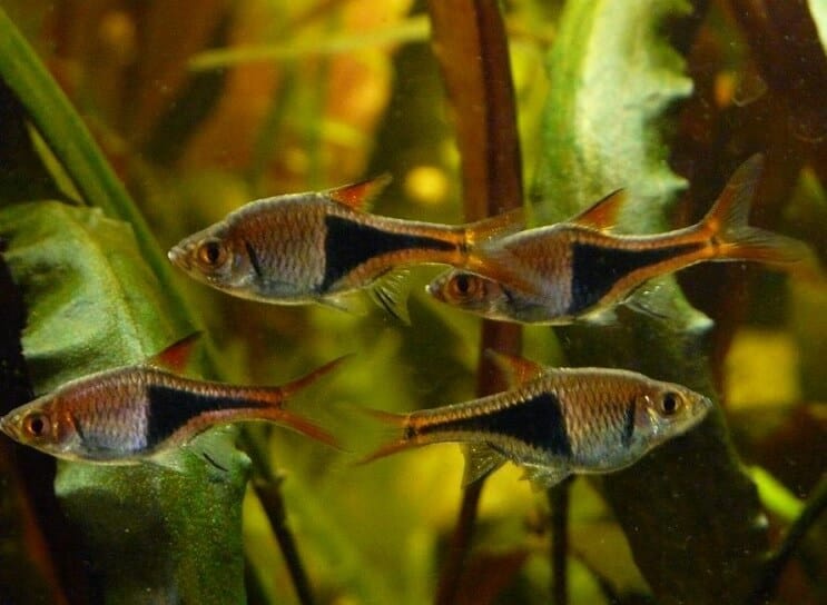 Warunki czołgu Harlequin Rasbora