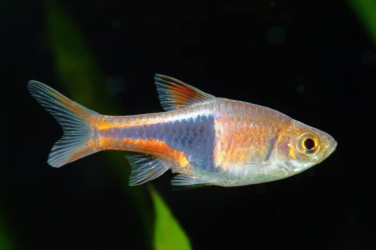 Pielęgnacja Harlequin Rasbora