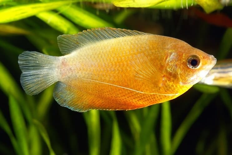 Miód Gourami