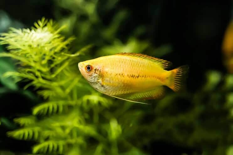 Wygląd Honey Gourami