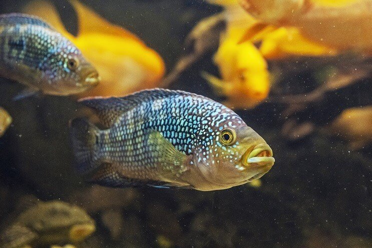 Wygląd ryby Jack Dempsey