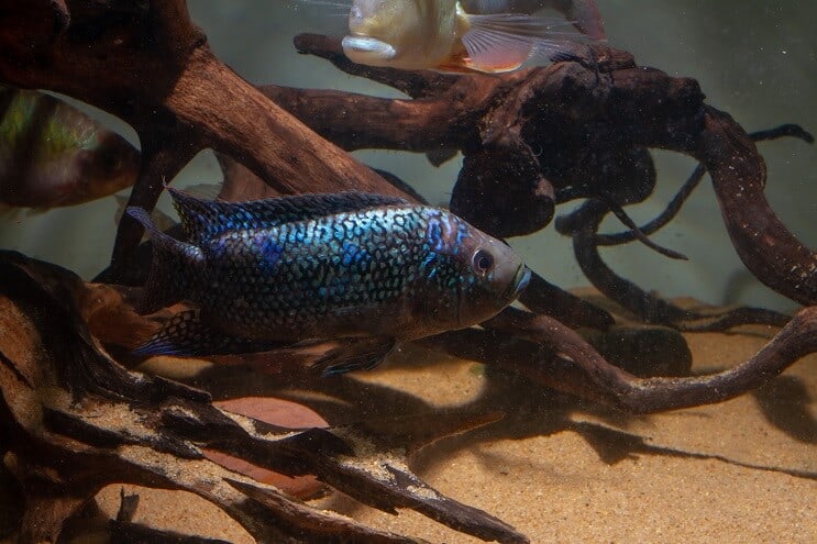 Warunki czołgu Jack Dempsey