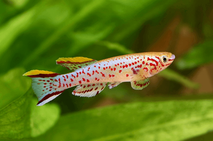 Killifish Blue Lyretail