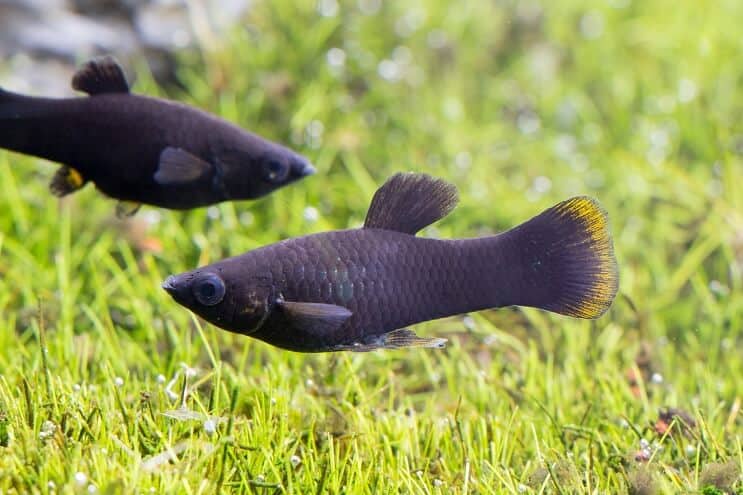 Czarna Molly Fish