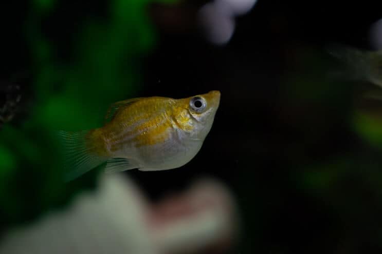 Balloon Molly Fish