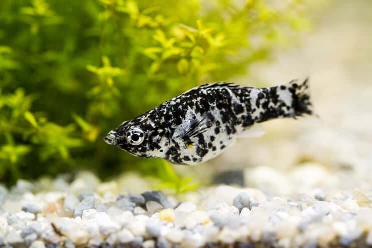 Dalmatyńska Molly Fish