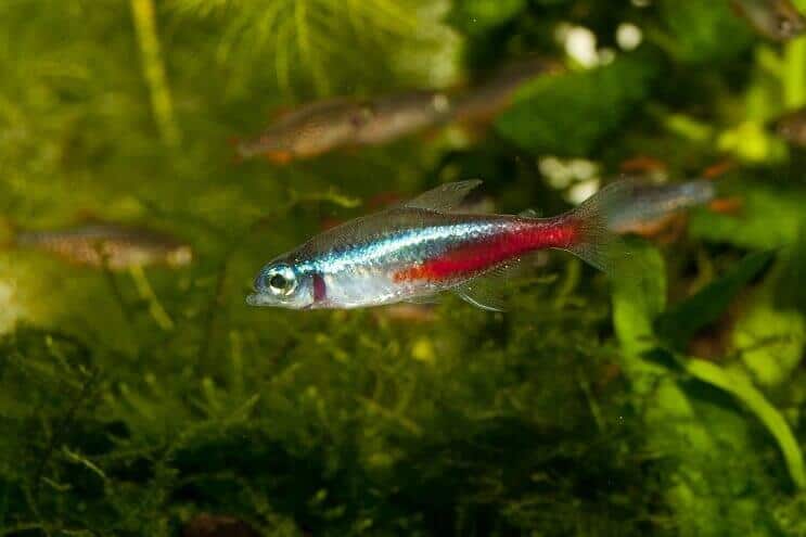 Neon Tetra