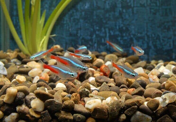 Neon Tetras