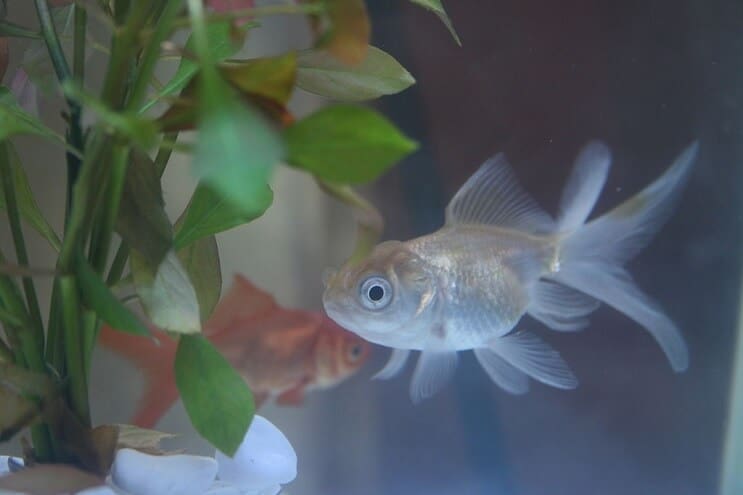 Blue Oranda Goldfish