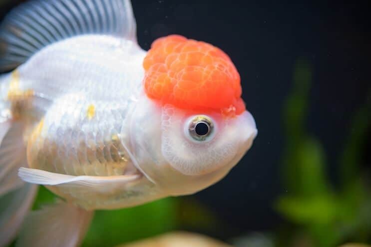 Czerwona Czapka Oranda Goldfish