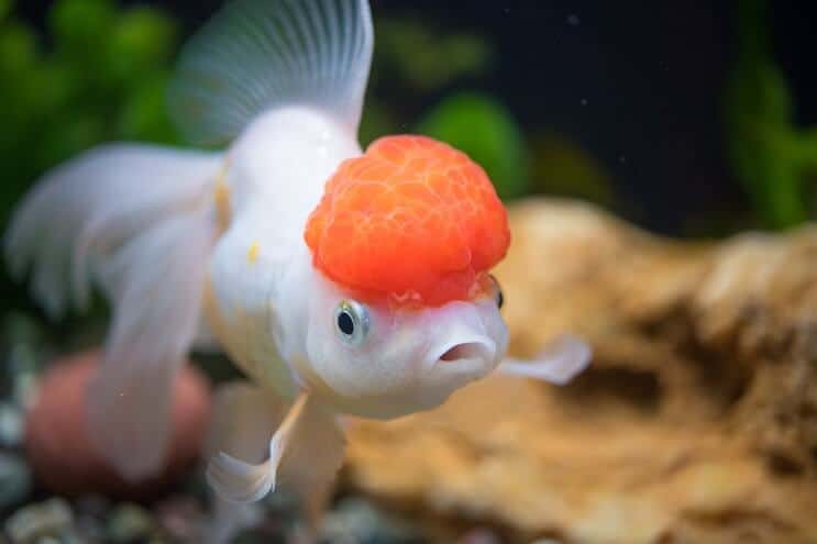 Oranda Goldfish Care