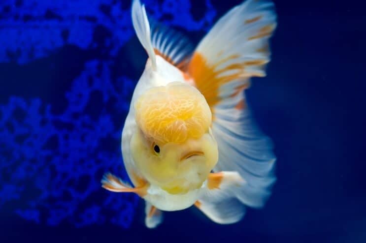 Oranda Goldfish Pływanie