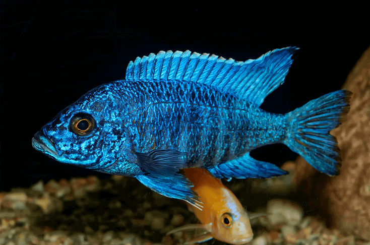 Ryba Aulonocara