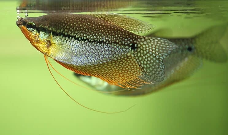 Wygląd Pearl Gourami