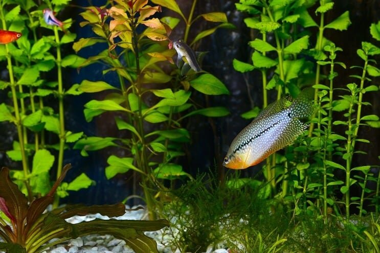 Pearl Gourami w akwarium