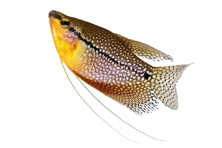 Pearl Gourami z bliska
