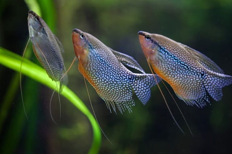 Grupa Pearl Gourami