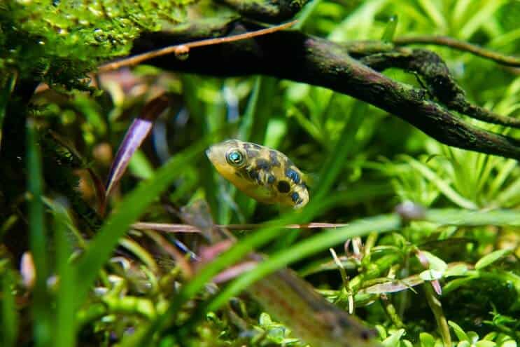 Habitat Puffer Grochu
