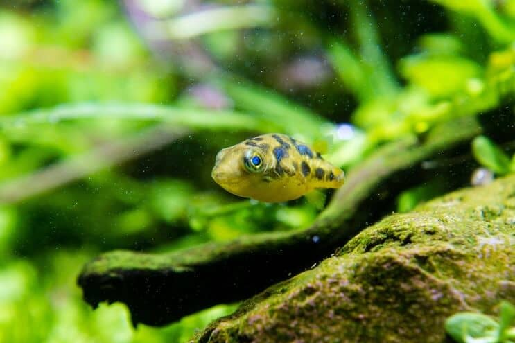 Hodowla Puffer Grochu