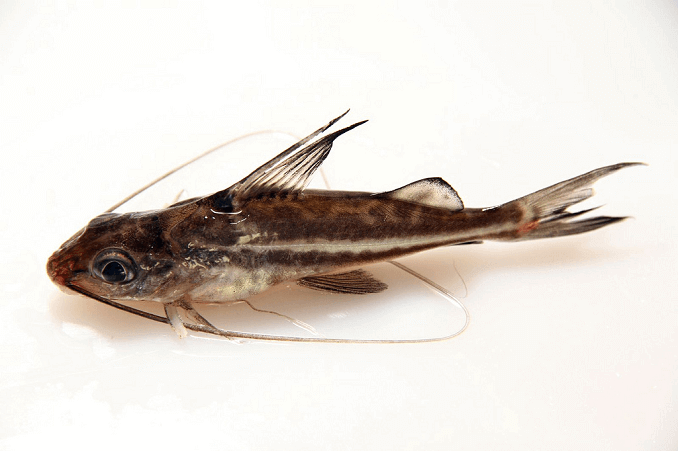 Pictus Sum