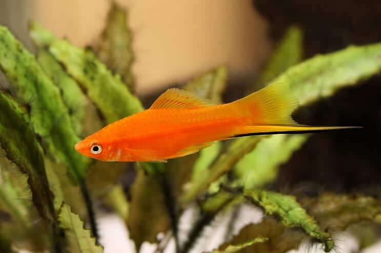Miecznik Platy Fish