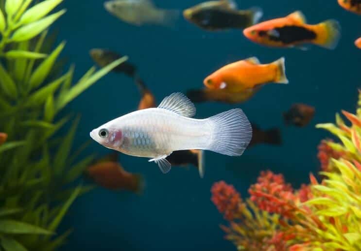 Biała Ryba Platy