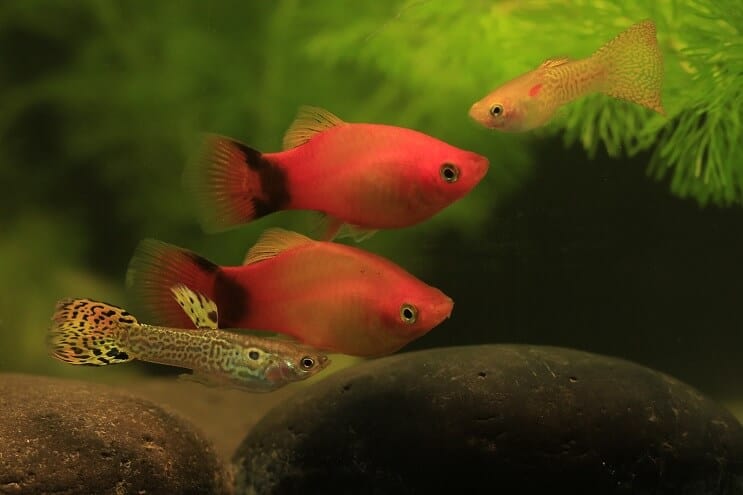 Gupik i Platy