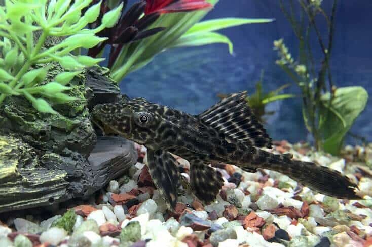 Przegląd Plecostomus