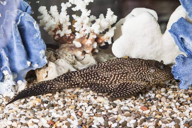 Common Pleco