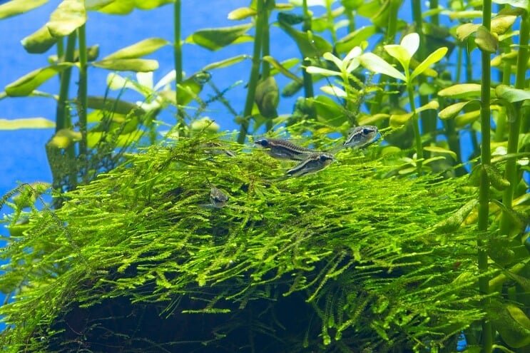 Habitat Pigmejów Cory