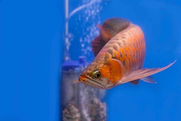 Wygląd czerwonej Arowana