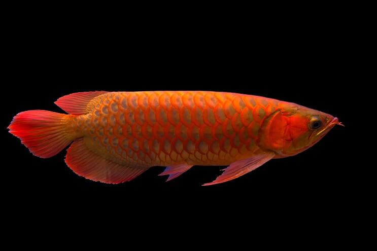 Czerwona Arowana Przegląd