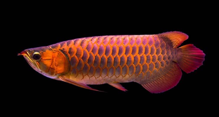 Dieta Arowana Czerwona