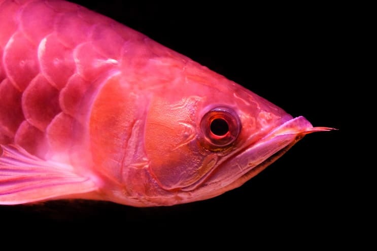 Czerwona Arowana Care