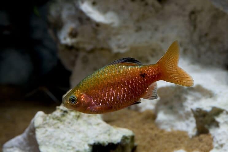 Przegląd Rosy Barb