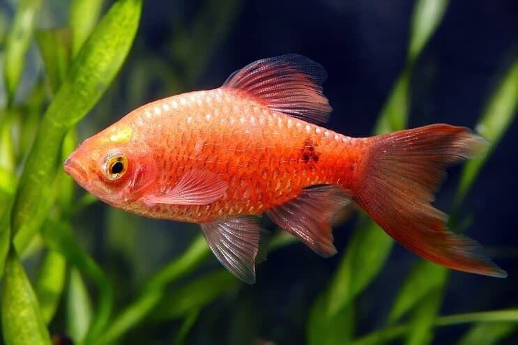 Wygląd Rosy Barb