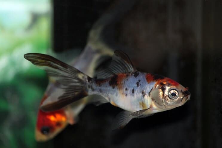 Shubunkin Goldfish Pływanie