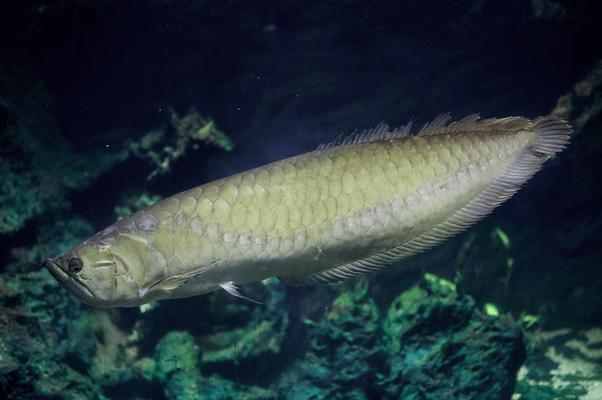 Srebrny wygląd Arowana