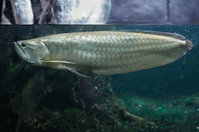 Srebrna Arowana w Tank
