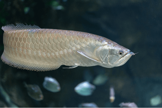 Pływanie Silver Arowana