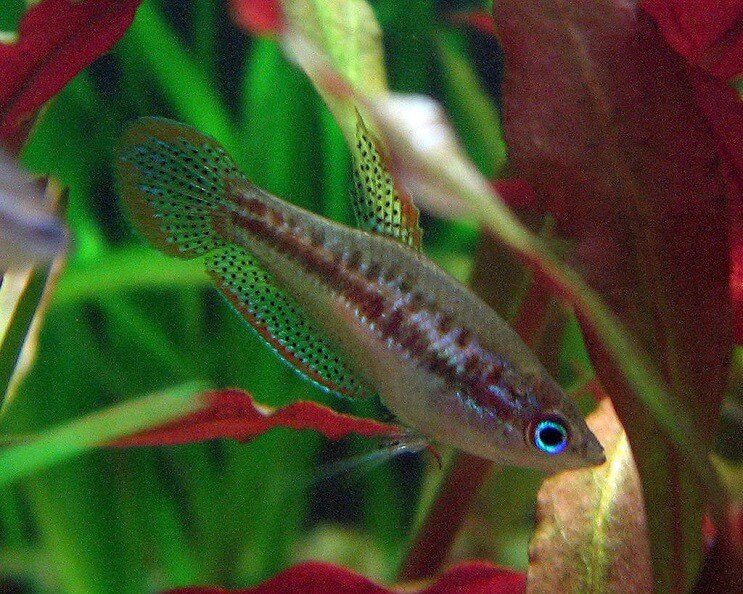 Pigmej Gourami
