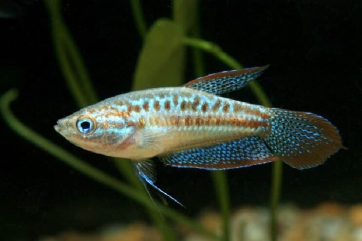 Musujące Gourami